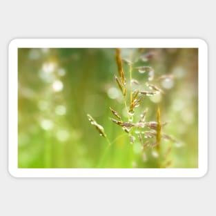 Fresh Green Grass with Dew Drops Sticker